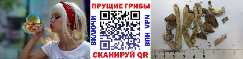 купить   Ликино-Дулёво  hydra   Галлюциногенные грибы Cubensis 